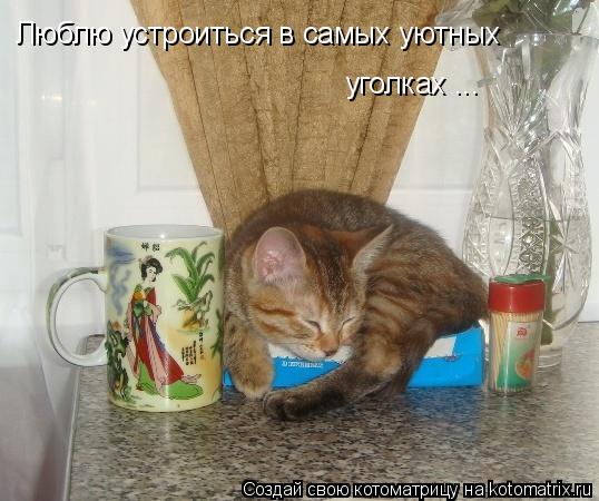 Люблю устроиться в самых уютных уголках ...... Котоматрица: Люблю устроиться в самых уютных уголках ...
