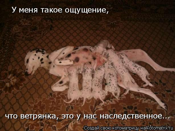 У меня такое ощущение, что ветрянка, это у нас наследственное...... Котоматрица: У меня такое ощущение, что ветрянка, это у нас наследственное...