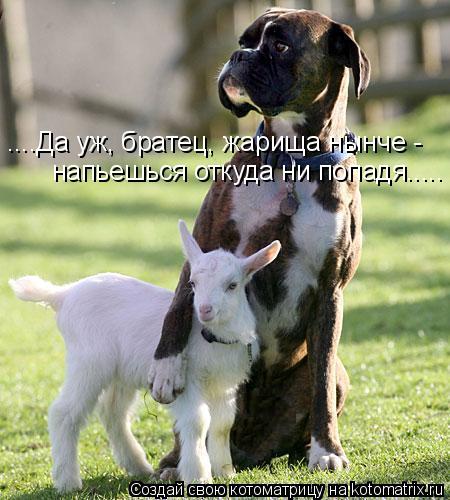 ....Да уж, братец, жарища нынче - напьешься откуда ни попадя........ Котоматрица: ....Да уж, братец, жарища нынче - напьешься откуда ни попадя.....