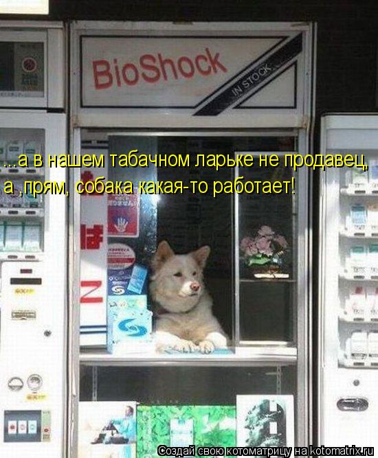 ...а в нашем табачном ларьке не продавец, а ,прям, собака какая-то работает!... Котоматрица: ...а в нашем табачном ларьке не продавец, а ,прям, собака какая-то работает!