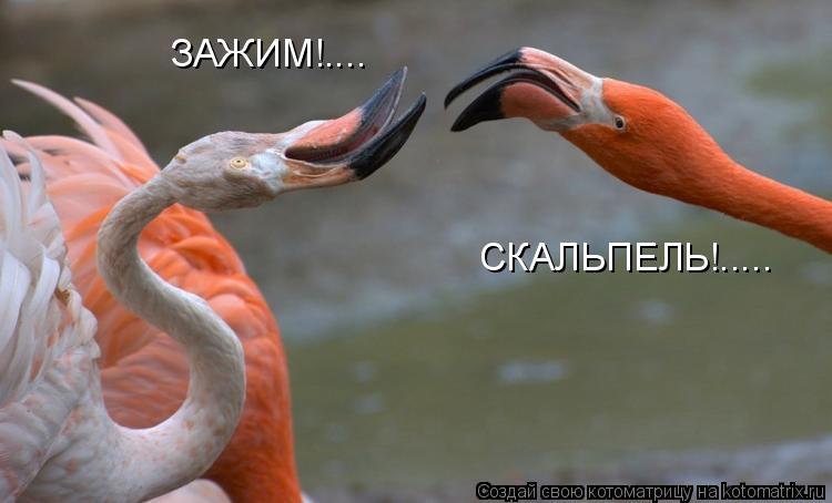 Котоматрица: ЗАЖИМ!.... СКАЛЬПЕЛЬ!.....