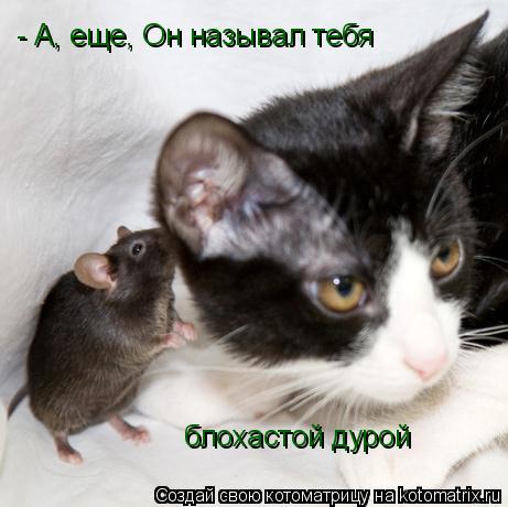 Котоматрица: - А, еще, Он называл тебя блохастой дурой