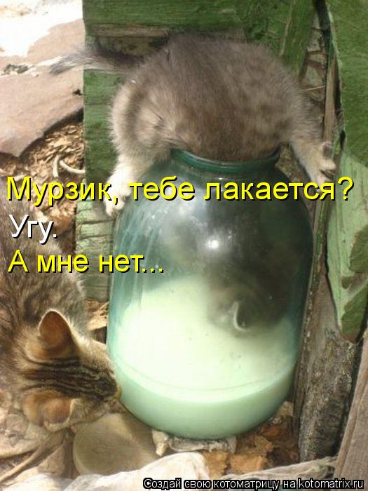 Мурзик, тебе лакается? Угу. А мне нет...... Котоматрица: Мурзик, тебе лакается? Угу. А мне нет...