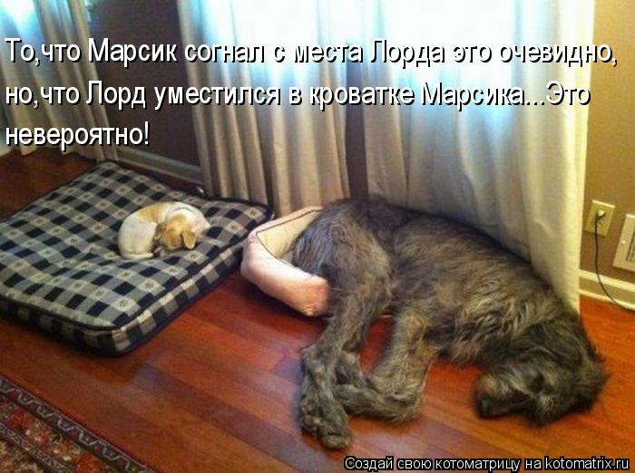 То,что Марсик согнал с места Лорда это очевидно, но,что Лорд уместился в кроватке Марсика...Это неве... Котоматрица: То,что Марсик согнал с места Лорда это очевидно, но,что Лорд уместился в кроватке Марсика...Это невероятно!