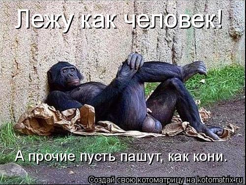Котоматрица: Лежу как человек! А прочие пусть пашут, как кони.