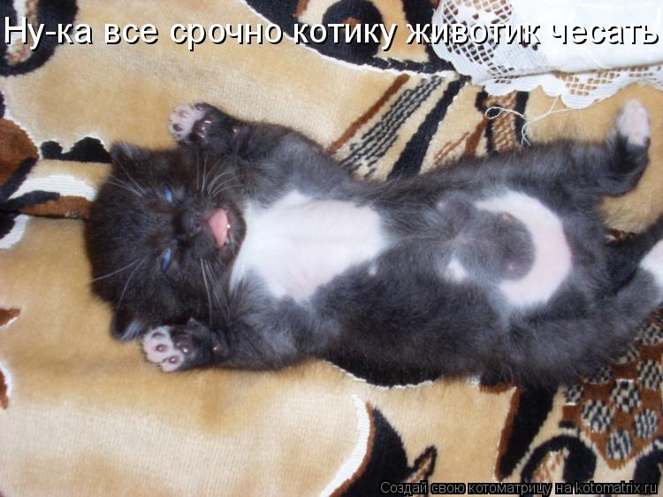 Ну-ка все срочно котику животик чесать!... Котоматрица: Ну-ка все срочно котику животик чесать!