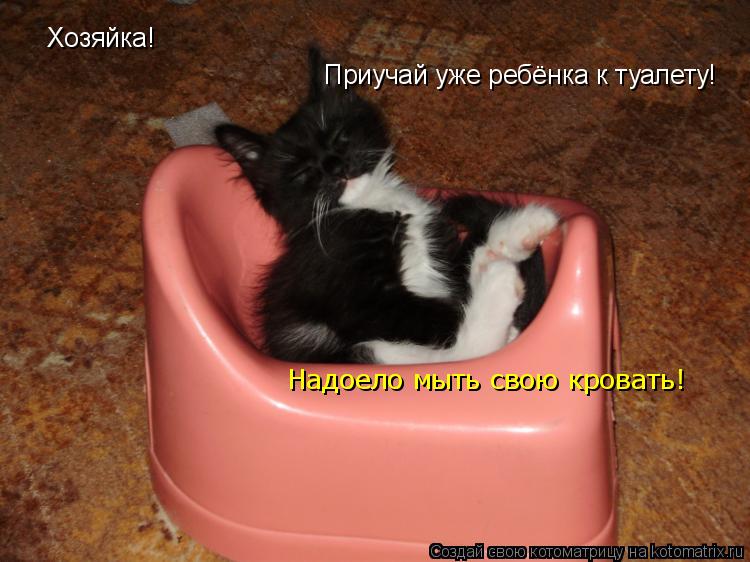 Хозяйка! Приучай уже ребёнка к туалету! Надоело мыть свою кровать!... Котоматрица: Хозяйка! Приучай уже ребёнка к туалету! Надоело мыть свою кровать!