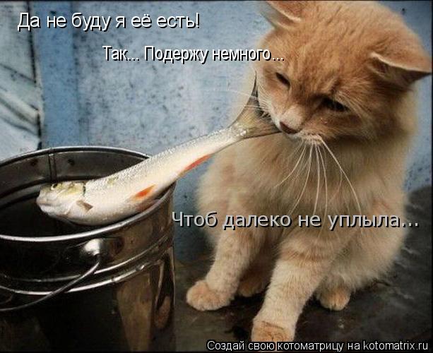 Да не буду я её есть! Так... Подержу немного... Чтоб далеко не уплыла...... Котоматрица: Да не буду я её есть! Так... Подержу немного... Чтоб далеко не уплыла...