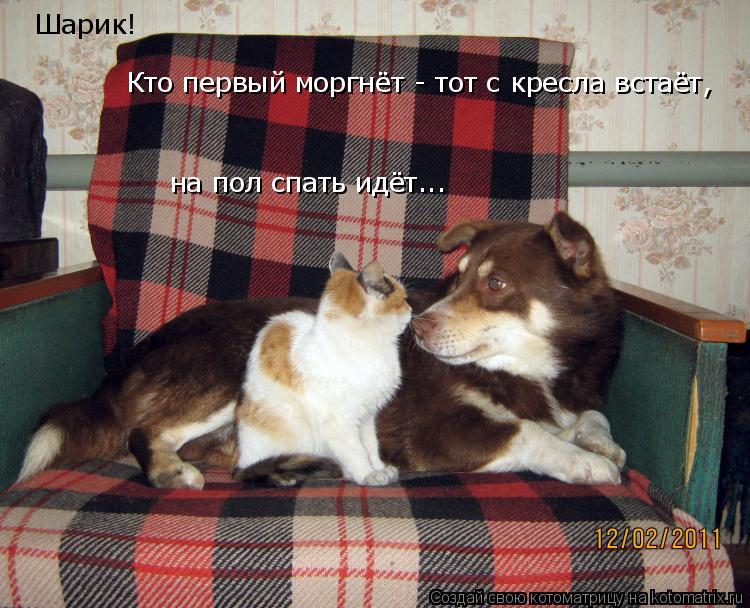Шарик! Кто первый моргнёт - тот с кресла встаёт, на пол спать идёт...... Котоматрица: Шарик! Кто первый моргнёт - тот с кресла встаёт, на пол спать идёт...