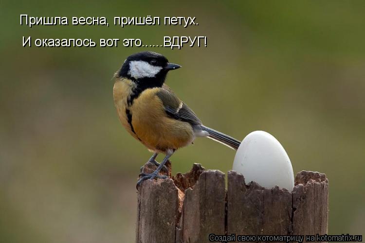 Пришла весна, пришёл петух. И оказалось вот это......ВДРУГ!... Котоматрица: Пришла весна, пришёл петух. И оказалось вот это......ВДРУГ!