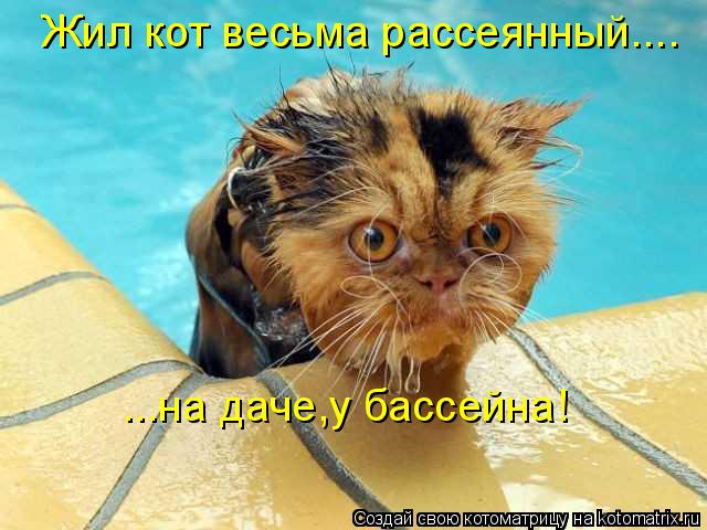 Жил кот весьма рассеянный.... ...на даче,у бассейна!... Котоматрица: Жил кот весьма рассеянный.... ...на даче,у бассейна!