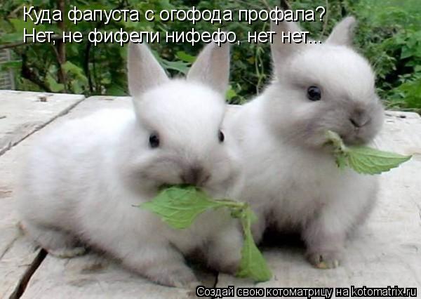 Куда фапуста с огофода профала? Нет, не фифели нифефо, нет нет...... Котоматрица: Куда фапуста с огофода профала? Нет, не фифели нифефо, нет нет...