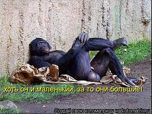 хоть он и маленький, за то они большие!... Котоматрица: хоть он и маленький, за то они большие!