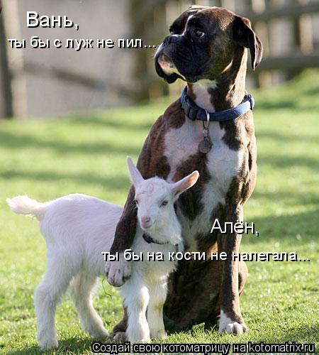 Алён, ты бы на кости не налегала... Вань, ты бы с луж не пил...... Котоматрица: Алён, ты бы на кости не налегала... Вань, ты бы с луж не пил...