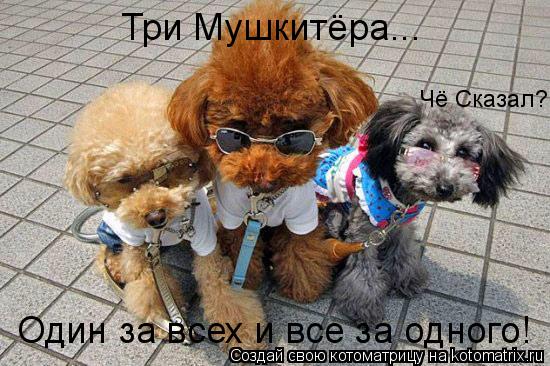 Три Мушкитёра... Один за всех и все за одного! Чё Сказал?... Котоматрица: Три Мушкитёра... Один за всех и все за одного! Чё Сказал?