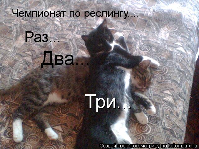 Чемпионат по реслингу.... Раз... Два... Три...... Котоматрица: Чемпионат по реслингу.... Раз... Два... Три...