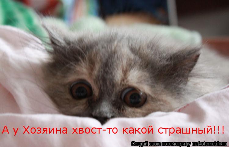А у Хозяина хвост-то какой страшный!!!... Котоматрица: А у Хозяина хвост-то какой страшный!!!