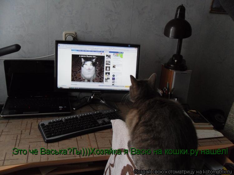 Это чё Васька?Гы)))Хозяйка я Васю на кошки.ру нашёл!... Котоматрица: Это чё Васька?Гы)))Хозяйка я Васю на кошки.ру нашёл!