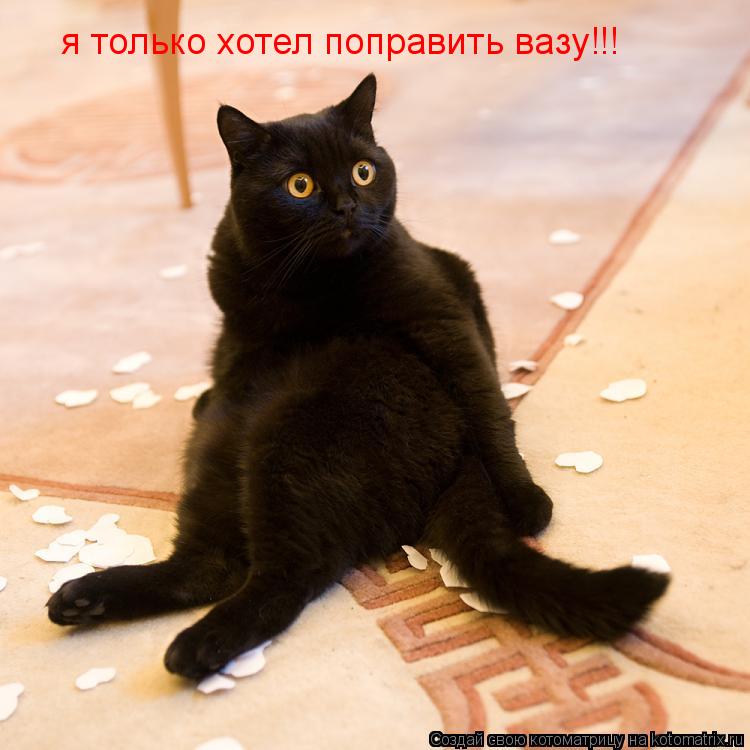 я только хотел поправить вазу!!!... Котоматрица: я только хотел поправить вазу!!!