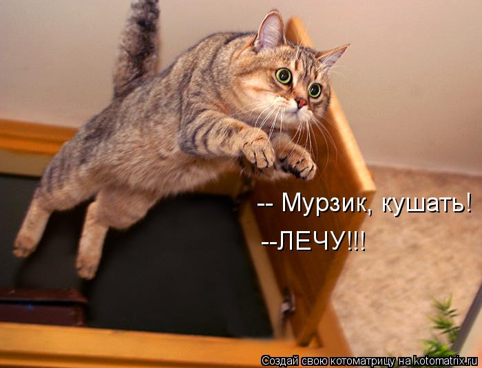 -- Мурзик, кушать! --ЛЕЧУ!!!... Котоматрица: -- Мурзик, кушать! --ЛЕЧУ!!!