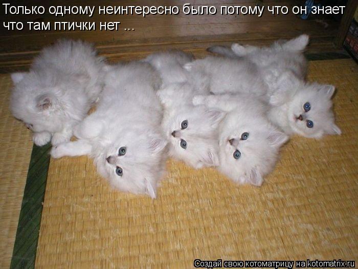 Только одному неинтересно было потому что он знает что там птички нет ...... Котоматрица: Только одному неинтересно было потому что он знает что там птички нет ...