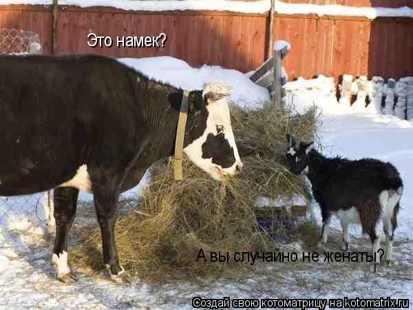 А вы случайно не женаты? Это намек?... Котоматрица: А вы случайно не женаты? Это намек?