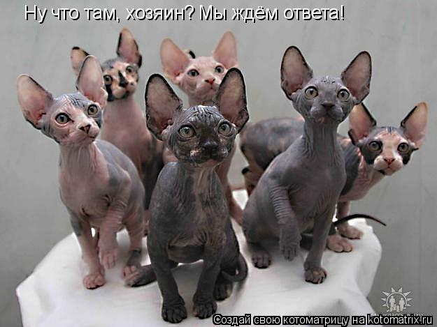 Ну что там, хозяин? Мы ждём ответа!... Котоматрица: Ну что там, хозяин? Мы ждём ответа!