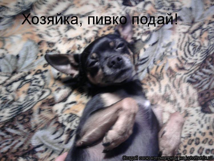 Хозяйка, пивко подай!... Котоматрица: Хозяйка, пивко подай!