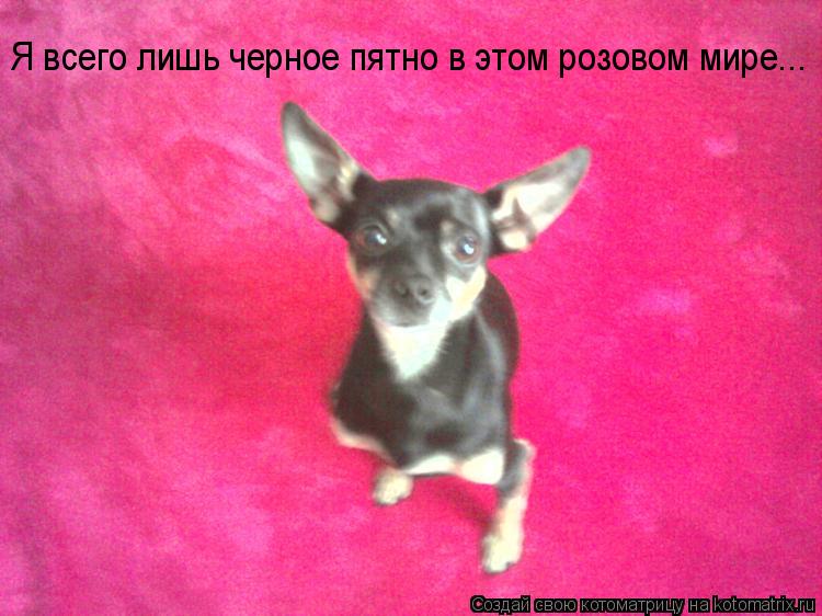 Я всего лишь черное пятно в этом розовом мире...... Котоматрица: Я всего лишь черное пятно в этом розовом мире...