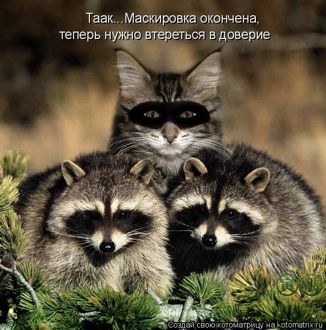 Таак...Маскировка окончена, теперь нужно втереться в доверие... Котоматрица: Таак...Маскировка окончена, теперь нужно втереться в доверие