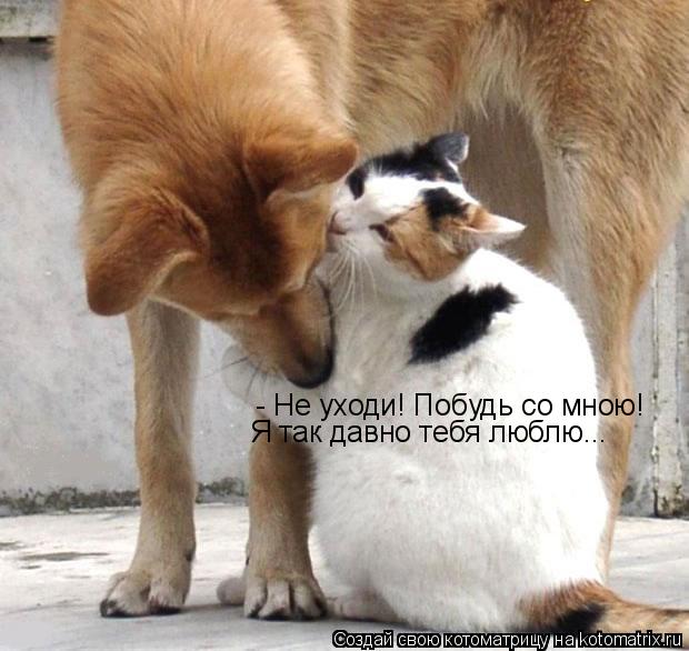 - Не уходи! Побудь со мною! Я так давно тебя люблю...... Котоматрица: - Не уходи! Побудь со мною! Я так давно тебя люблю...