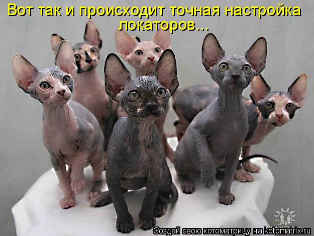 Вот так и происходит точная настройка локаторов...... Котоматрица: Вот так и происходит точная настройка локаторов...