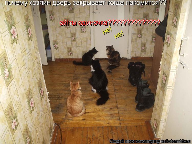 почему хозяин дверь закрывает когда лакомится?? эй!ты одиночка?????????????? эй!ты одиночка??????????... Котоматрица: почему хозяин дверь закрывает когда лакомится?? эй!ты одиночка?????????????? эй!ты одиночка?????????????? не! не!