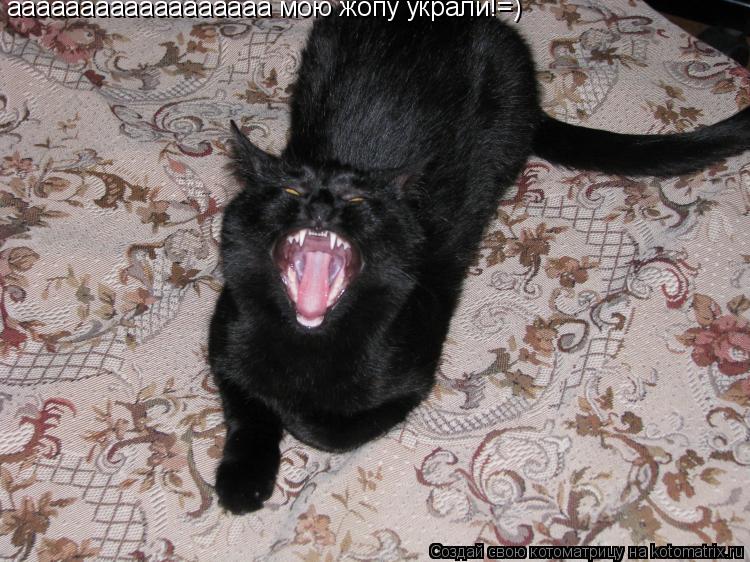 аааааааааааааааааа мою жопу украли!=)... Котоматрица: аааааааааааааааааа мою жопу украли!=)