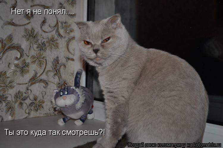 Нет я не понял.... Ты это куда так смотрешь?!... Котоматрица: Нет я не понял.... Ты это куда так смотрешь?!
