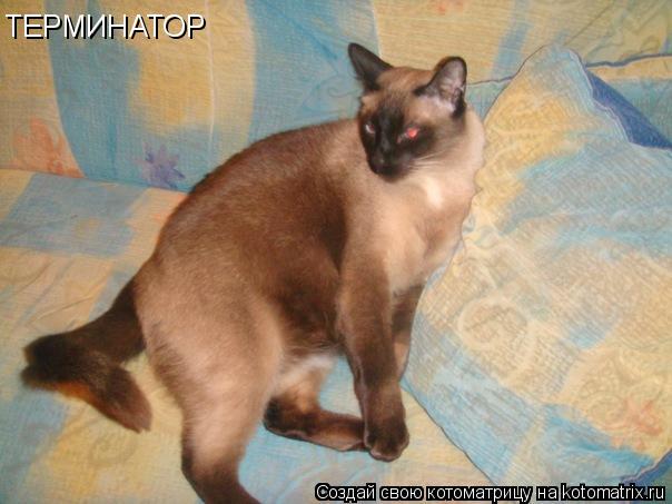 ТЕРМИНАТОР... Котоматрица: ТЕРМИНАТОР