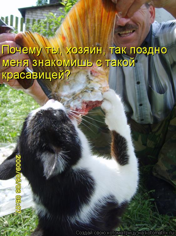 Почему ты, хозяин, так поздно меня знакомишь с такой красавицей?... Котоматрица: Почему ты, хозяин, так поздно меня знакомишь с такой красавицей?
