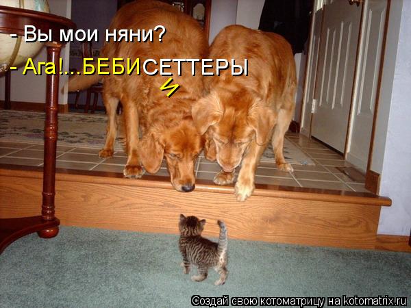 - Ага!...БЕБИ СЕТТЕРЫ - Вы мои няни? И... Котоматрица: - Ага!...БЕБИ СЕТТЕРЫ - Вы мои няни? И