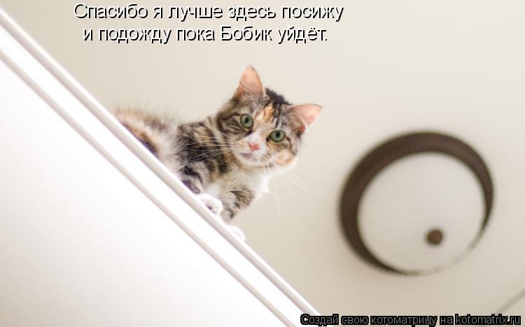 Спасибо я лучше здесь посижу и подожду пока Бобик уйдёт.... Котоматрица: Спасибо я лучше здесь посижу и подожду пока Бобик уйдёт.