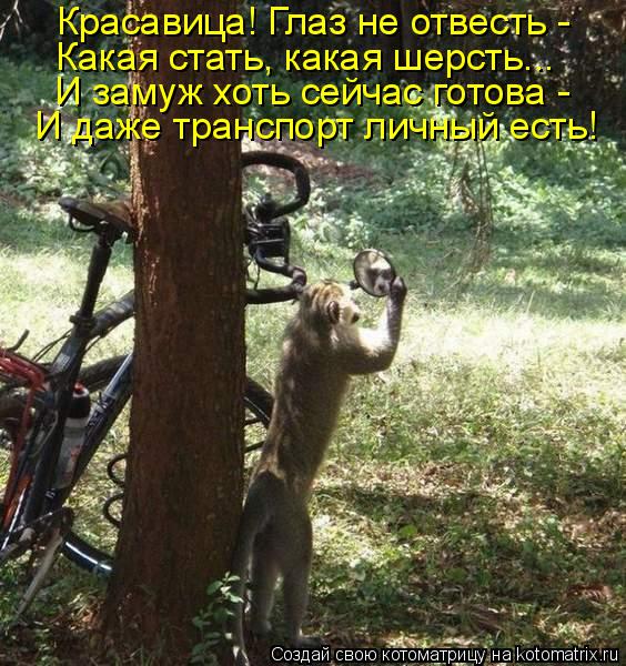 Красавица! Глаз не отвесть - Какая стать, какая шерсть... И замуж хоть сейчас готова - И даже транс... Котоматрица: Красавица! Глаз не отвесть - Какая стать, какая шерсть... И замуж хоть сейчас готова - И даже транспорт личный есть!