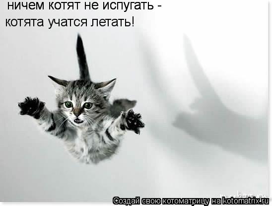 ничем котят не испугать - ничем котят не испугать - котята учатся летать!... Котоматрица: ничем котят не испугать - ничем котят не испугать - котята учатся летать!