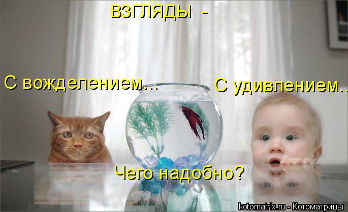 ВЗГЛЯДЫ - С вожделением... С удивлением... Чего надобно?... Котоматрица: ВЗГЛЯДЫ - С вожделением... С удивлением... Чего надобно?