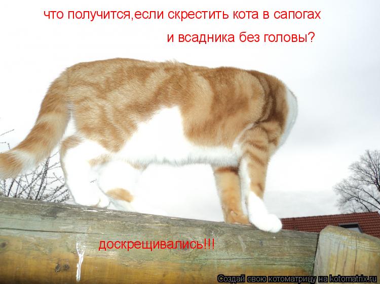 доскрещивались!!! что получится,если скрестить кота в сапогах и всадника без головы?... Котоматрица: доскрещивались!!! что получится,если скрестить кота в сапогах и всадника без головы?