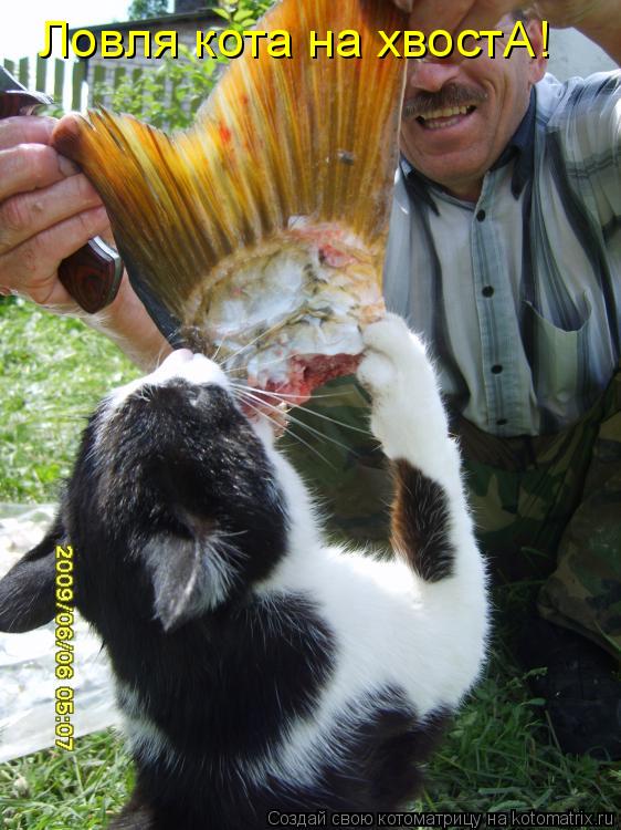 Ловля кота на хвостА!... Котоматрица: Ловля кота на хвостА!