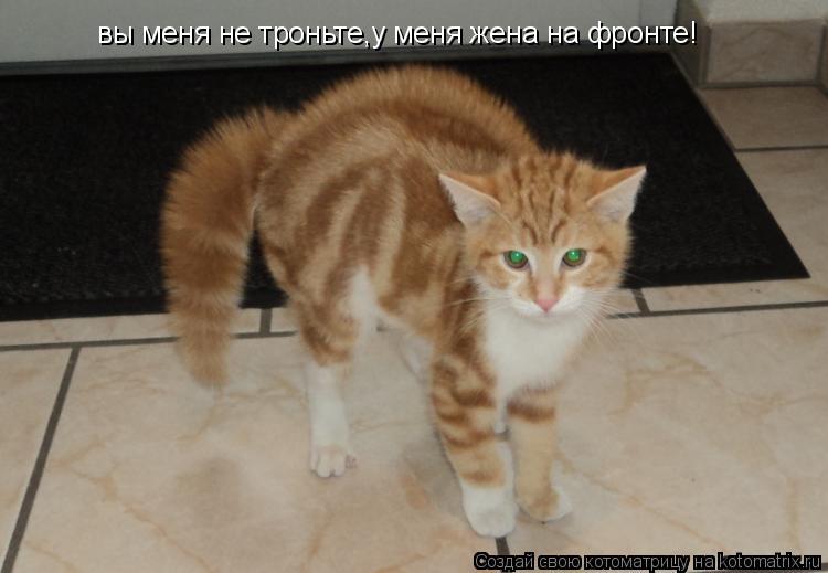 вы меня не троньте,у меня жена на фронте!... Котоматрица: вы меня не троньте,у меня жена на фронте!