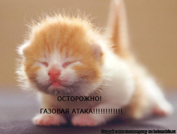 ОСТОРОЖНО! ГАЗОВАЯ АТАКА!!!!!!!!!!!!... Котоматрица: ОСТОРОЖНО! ГАЗОВАЯ АТАКА!!!!!!!!!!!!