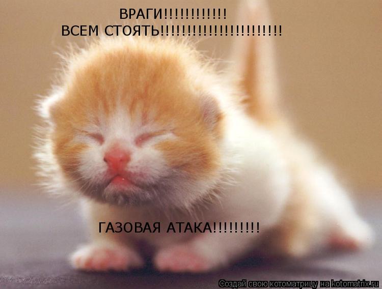 ГАЗОВАЯ АТАКА!!!!!!!!! ВРАГИ!!!!!!!!!!!! ВСЕМ СТОЯТЬ!!!!!!!!!!!!!!!!!!!!!!!... Котоматрица: ГАЗОВАЯ АТАКА!!!!!!!!! ВРАГИ!!!!!!!!!!!! ВСЕМ СТОЯТЬ!!!!!!!!!!!!!!!!!!!!!!!
