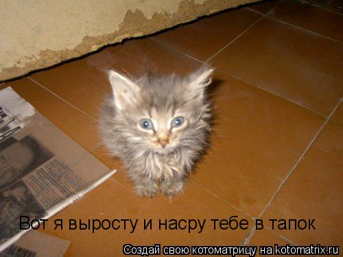 Вот я выросту и насру тебе в тапок... Котоматрица: Вот я выросту и насру тебе в тапок