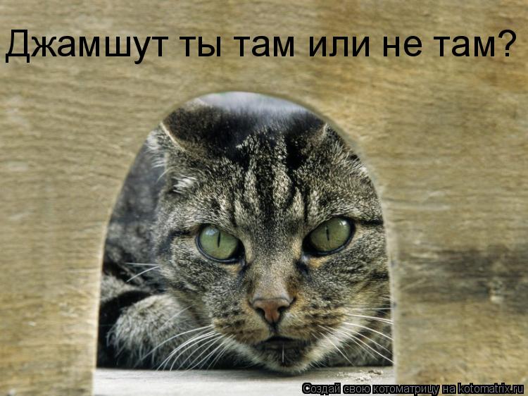 Джамшут ты там или не там?... Котоматрица: Джамшут ты там или не там?