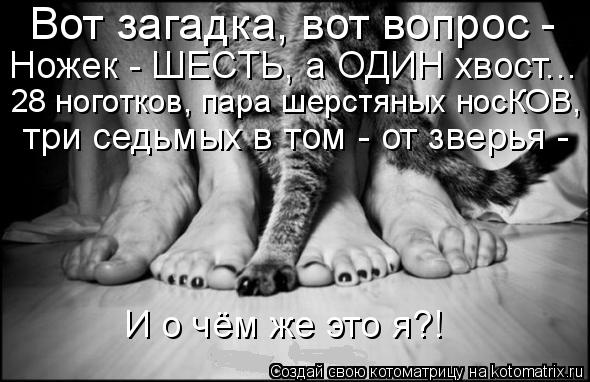 Вот загадка, вот вопрос - Ножек - ШЕСТЬ, а ОДИН хвост... 28 ноготков, пара шерстяных носКОВ, три се... Котоматрица: Вот загадка, вот вопрос - Ножек - ШЕСТЬ, а ОДИН хвост... 28 ноготков, пара шерстяных носКОВ, три седьмых в том - от зверья - И о чём же это я?!